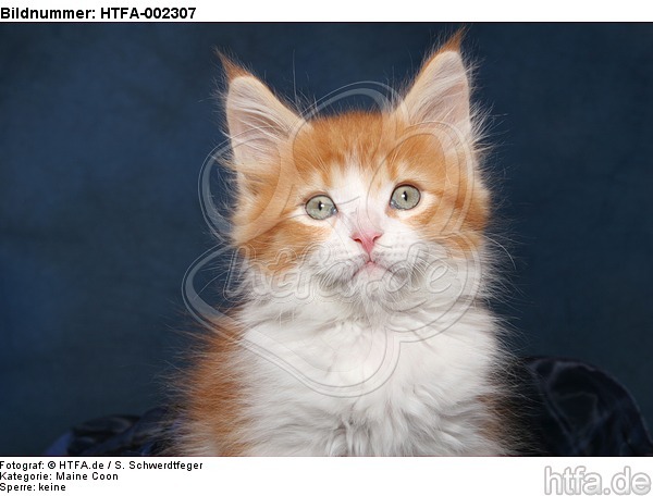 Maine Coon Kätzchen / maine coon kitten / HTFA-002307