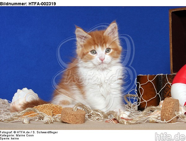 Maine Coon Kätzchen / maine coon kitten / HTFA-002319