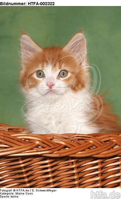 Maine Coon Kätzchen / maine coon kitten / HTFA-002322