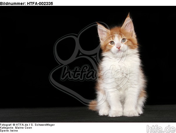 Maine Coon Kätzchen / maine coon kitten / HTFA-002335