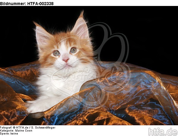 Maine Coon Kätzchen / maine coon kitten / HTFA-002338