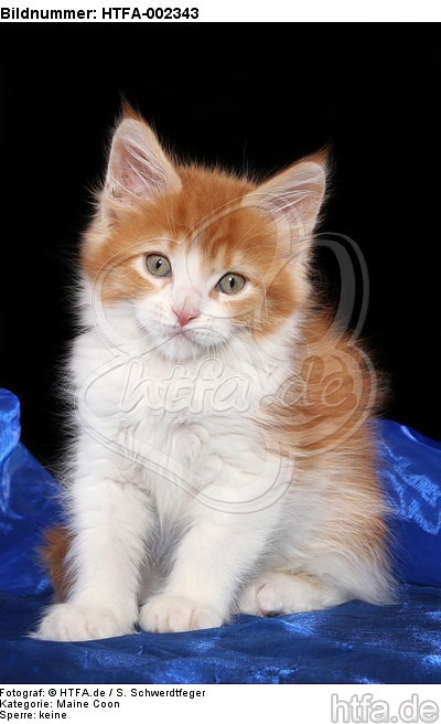 Maine Coon Kätzchen / maine coon kitten / HTFA-002343