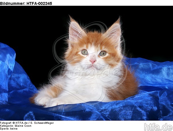 Maine Coon Kätzchen / maine coon kitten / HTFA-002345