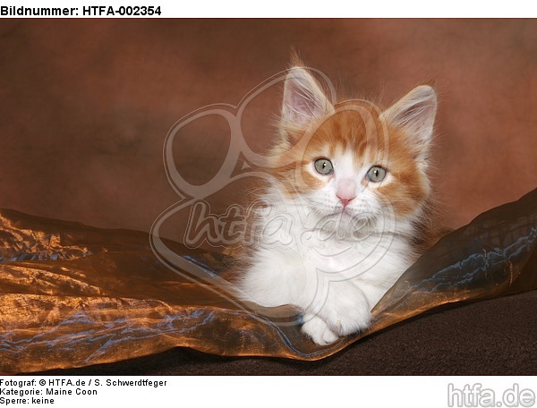 Maine Coon Kätzchen / maine coon kitten / HTFA-002354