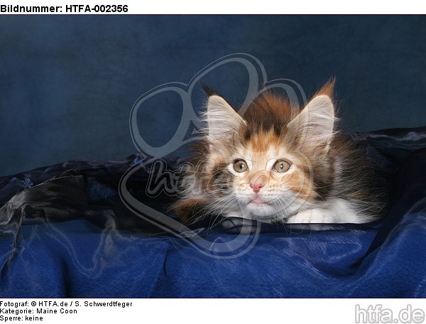 Maine Coon Kätzchen / maine coon kitten / HTFA-002356