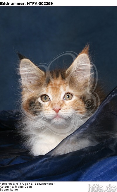 Maine Coon Kätzchen / maine coon kitten / HTFA-002359