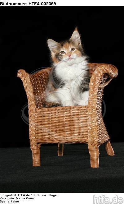 Maine Coon Kätzchen / maine coon kitten / HTFA-002369