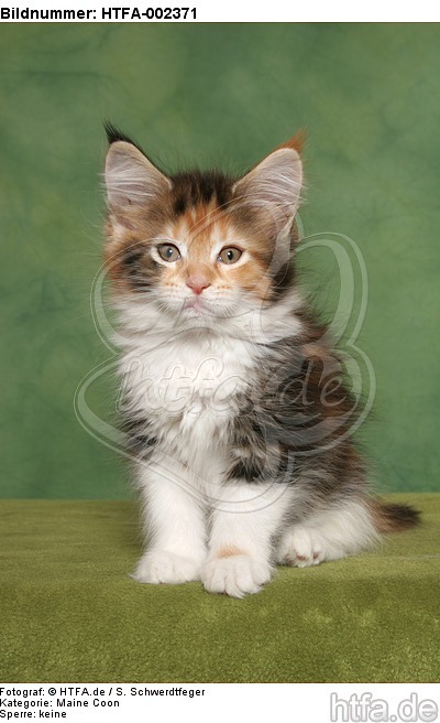 Maine Coon Kätzchen / maine coon kitten / HTFA-002371