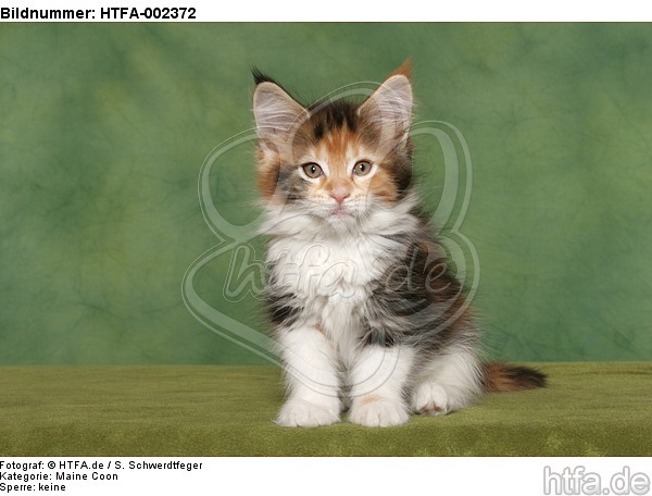 Maine Coon Kätzchen / maine coon kitten / HTFA-002372