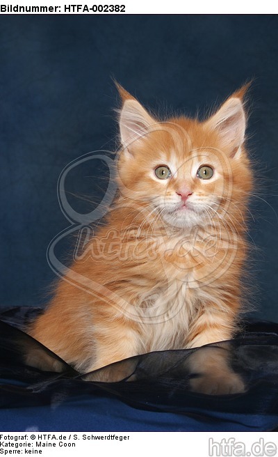 Maine Coon Kätzchen / maine coon kitten / HTFA-002382