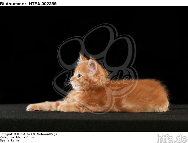 Maine Coon Kätzchen / maine coon kitten / HTFA-002389