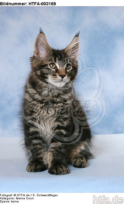 Maine Coon Kätzchen / maine coon kitten / HTFA-003169