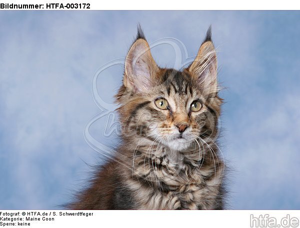 Maine Coon Kätzchen / maine coon kitten / HTFA-003172