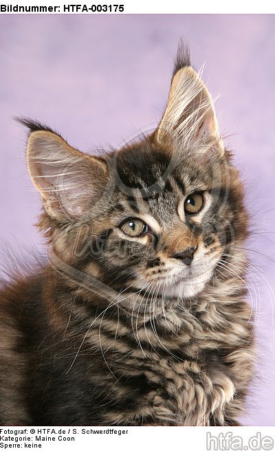 Maine Coon Kätzchen / maine coon kitten / HTFA-003175