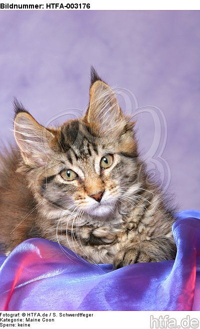 Maine Coon Kätzchen / maine coon kitten / HTFA-003176