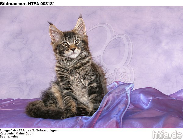 Maine Coon Kätzchen / maine coon kitten / HTFA-003181