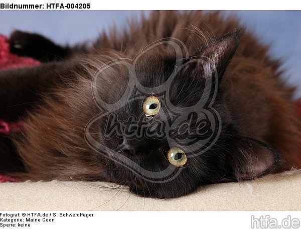 Maine Coon / HTFA-004205