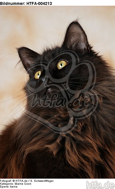 Maine Coon / HTFA-004213