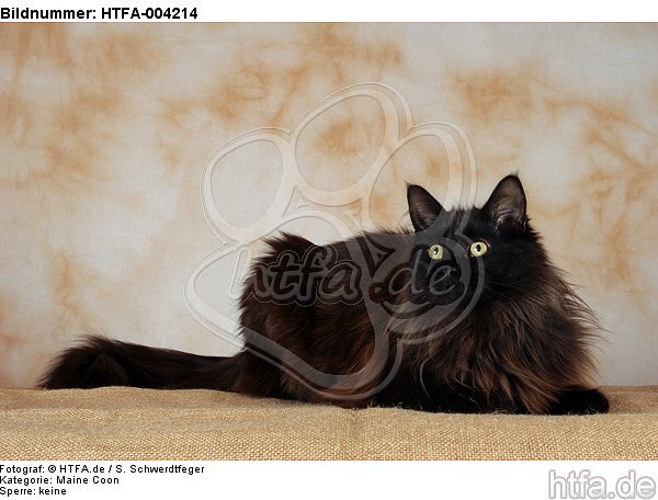 Maine Coon / HTFA-004214