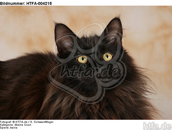 Maine Coon / HTFA-004215