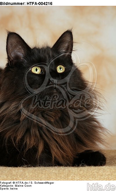 Maine Coon / HTFA-004216