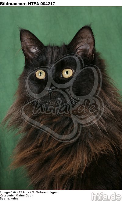 Maine Coon / HTFA-004217