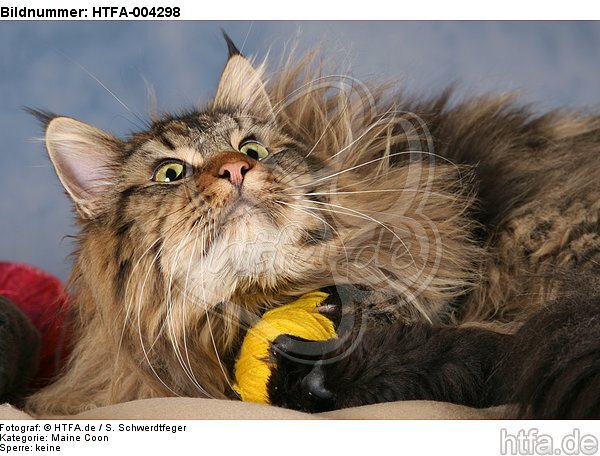 Maine Coon / HTFA-004298