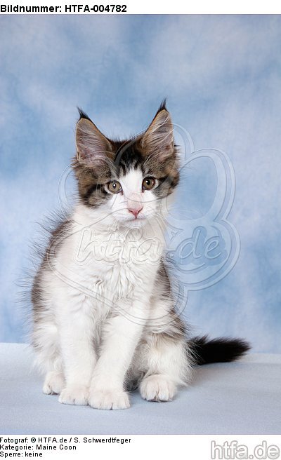 Maine Coon Kätzchen / maine coon kitten / HTFA-004782