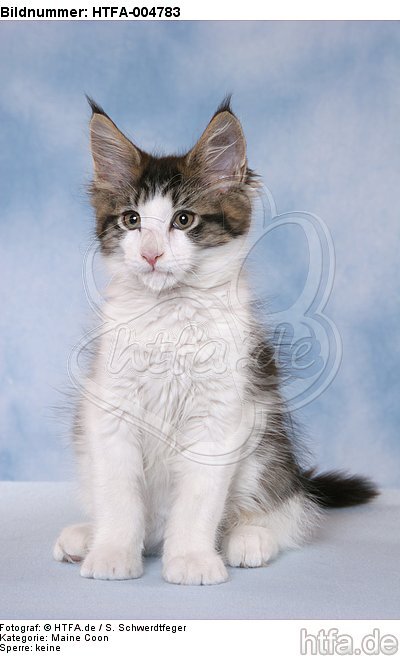 Maine Coon Kätzchen / maine coon kitten / HTFA-004783