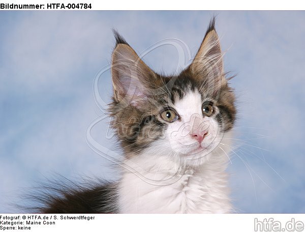 Maine Coon Kätzchen / maine coon kitten / HTFA-004784