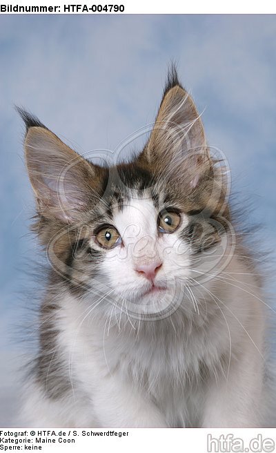 Maine Coon Kätzchen / maine coon kitten / HTFA-004790