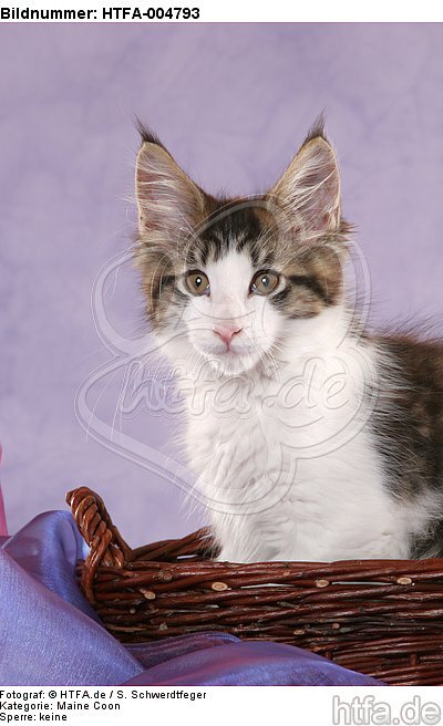 Maine Coon Kätzchen / maine coon kitten / HTFA-004793