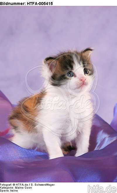 Maine Coon Kätzchen / maine coon kitten / HTFA-005415