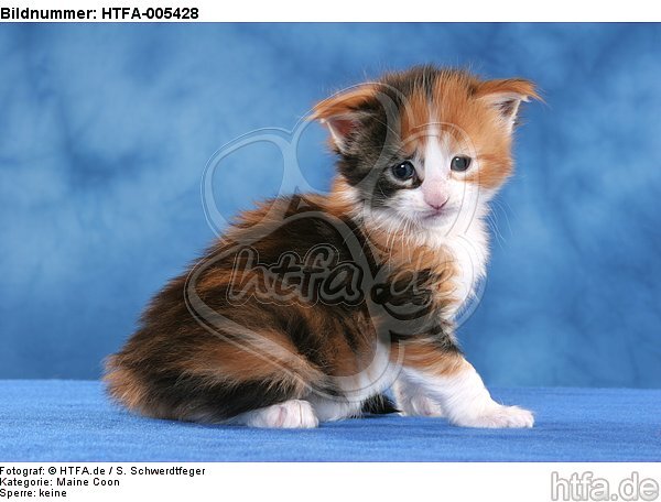 Maine Coon Kätzchen / maine coon kitten / HTFA-005428