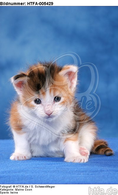 Maine Coon Kätzchen / maine coon kitten / HTFA-005429