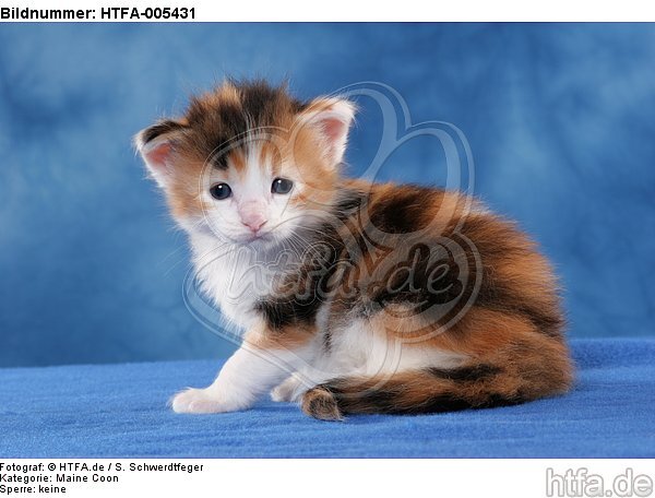 Maine Coon Kätzchen / maine coon kitten / HTFA-005431