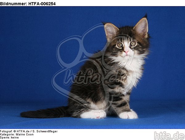 Maine Coon Kätzchen / maine coon kitten / HTFA-006254