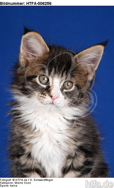 Maine Coon Kätzchen / maine coon kitten / HTFA-006256