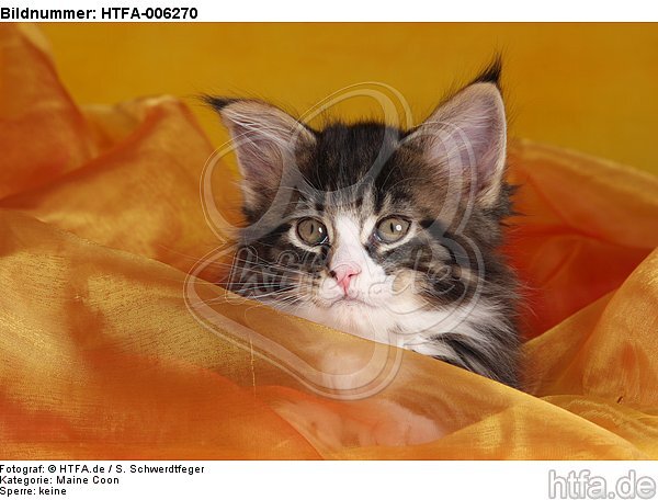 Maine Coon Kätzchen / maine coon kitten / HTFA-006270