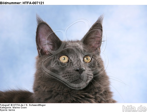 Maine Coon / HTFA-007121