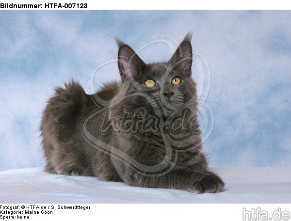 Maine Coon / HTFA-007123