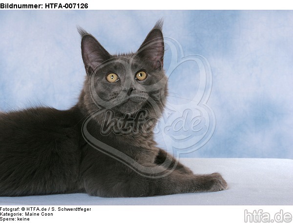 Maine Coon / HTFA-007126