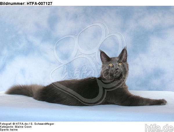 Maine Coon / HTFA-007127