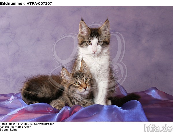 Maine Coon Kätzchen / maine coon kitten / HTFA-007207