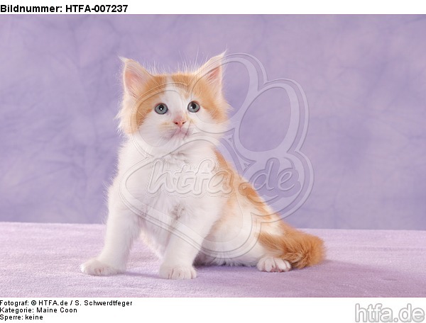 Maine Coon Kätzchen / maine coon kitten / HTFA-007237