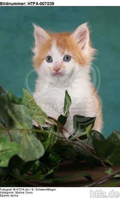 Maine Coon Kätzchen / maine coon kitten / HTFA-007239