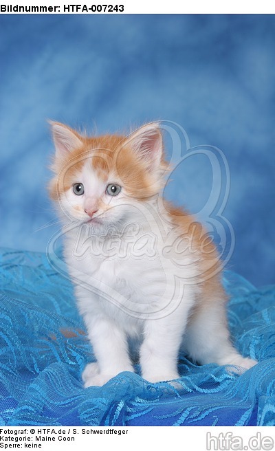 Maine Coon Kätzchen / maine coon kitten / HTFA-007243