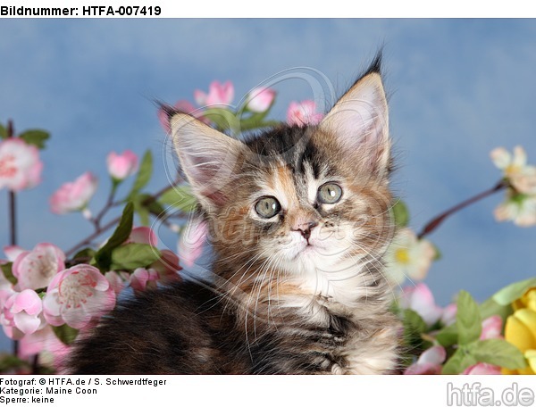 Maine Coon Kätzchen / maine coon kitten / HTFA-007419