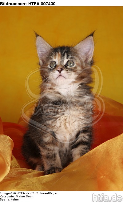 Maine Coon Kätzchen / maine coon kitten / HTFA-007430