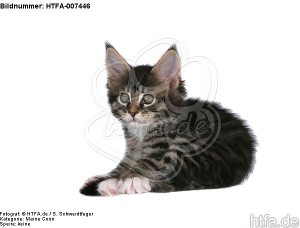 Maine Coon Kätzchen / maine coon kitten / HTFA-007446